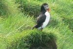 PICTURES/PUFFINS - Helmaey Island/t_PU (37).JPG